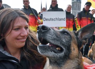 Deutschlands Belgische Schäferhunde sind die besten