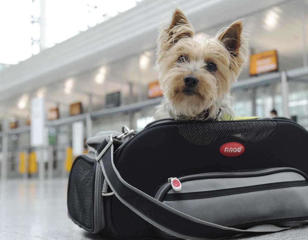 Hund im Auto, Katze im Flieger Reisetipps für Tierhalter