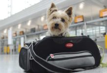 Hund im Auto, Katze im Flieger Reisetipps für Tierhalter