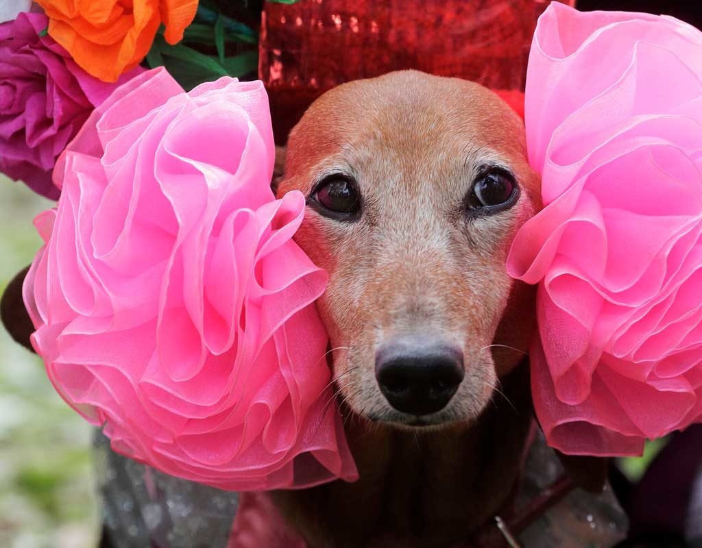 St. Petersburg feiert den Dackel: Verkleidete Hunde bei Stadtparade