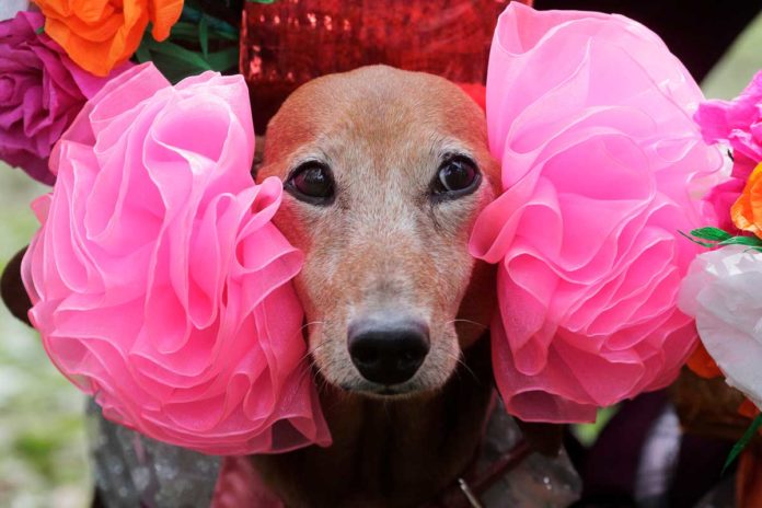 St. Petersburg feiert den Dackel: Verkleidete Hunde bei Stadtparade