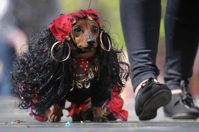 St. Petersburg feiert den Dackel: Verkleidete Hunde bei Stadtparade