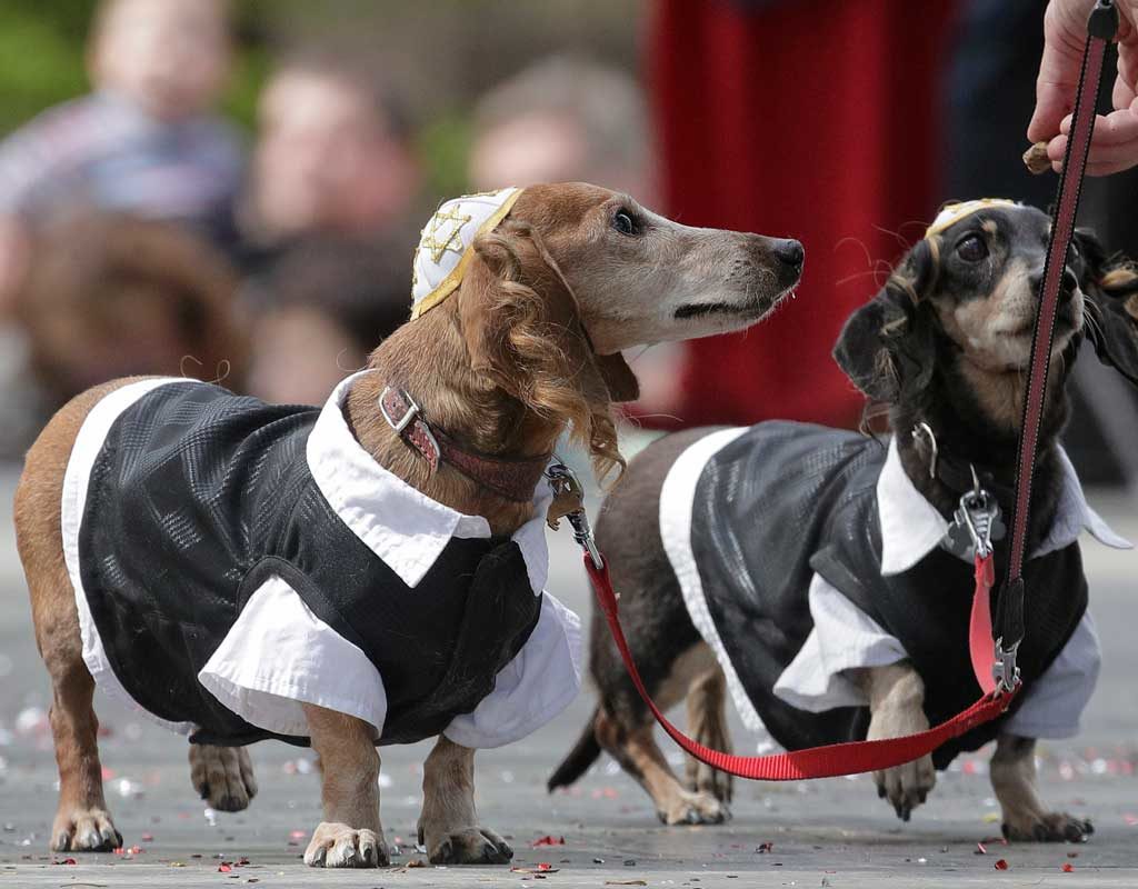 St. Petersburg feiert den Dackel: Verkleidete Hunde bei Stadtparade