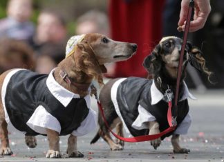 St. Petersburg feiert den Dackel: Verkleidete Hunde bei Stadtparade