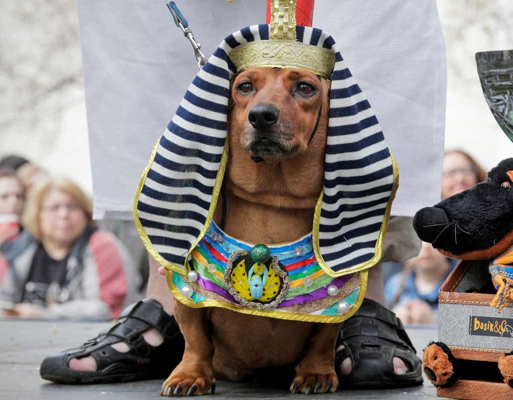 St. Petersburg feiert den Dackel: Verkleidete Hunde bei Stadtparade