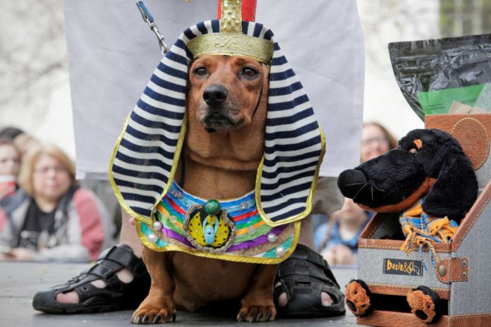 St. Petersburg feiert den Dackel: Verkleidete Hunde bei Stadtparade