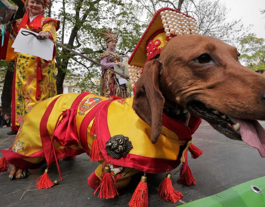 St. Petersburg feiert den Dackel: Verkleidete Hunde bei Stadtparade