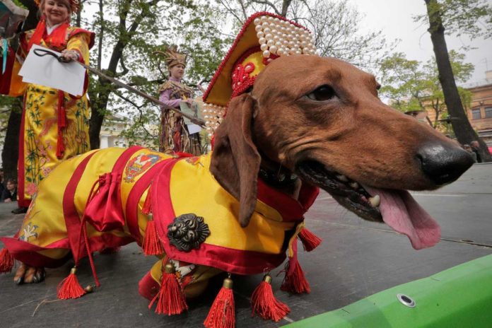 St. Petersburg feiert den Dackel: Verkleidete Hunde bei Stadtparade