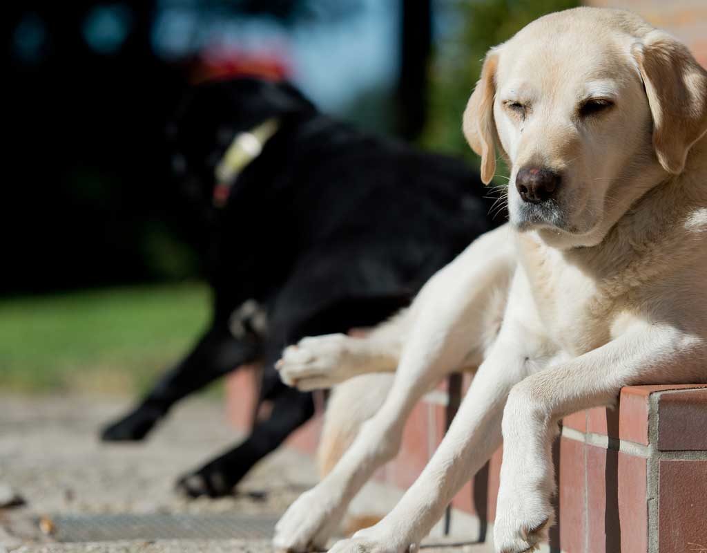 200 neue Hundesteuer-Zahler durch Postwurfaktion