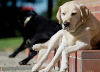 200 neue Hundesteuer-Zahler durch Postwurfaktion