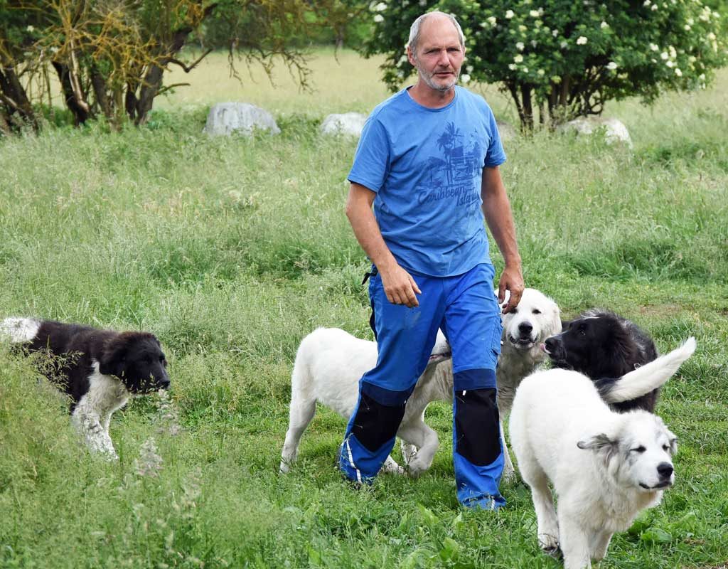 Bodyguards auf vier Pfoten - Förderung für Herdenschutzhunde verschmäht