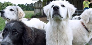 Bodyguards auf vier Pfoten - Förderung für Herdenschutzhunde verschmäht