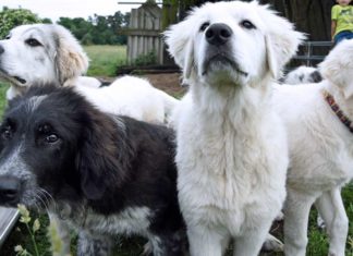 Bodyguards auf vier Pfoten - Förderung für Herdenschutzhunde verschmäht