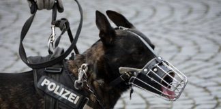 G20-Gipfel / Polizei setzt über 200 Schutz- und Sprengstoffhunde ein