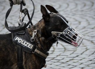 G20-Gipfel / Polizei setzt über 200 Schutz- und Sprengstoffhunde ein