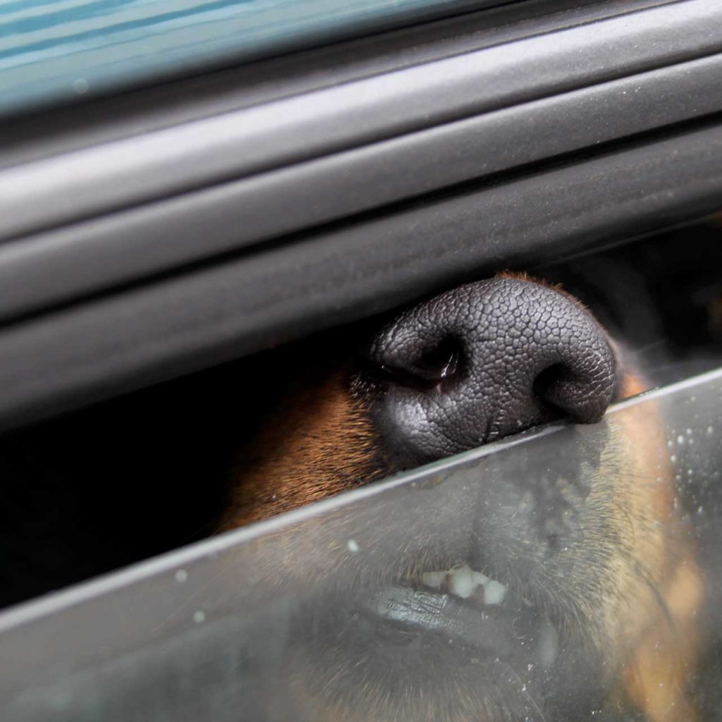 Hund im Auto bei 32,5 Grad gelassen - Besitzer am See