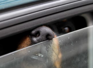 Hund im Auto bei 32,5 Grad gelassen - Besitzer am See