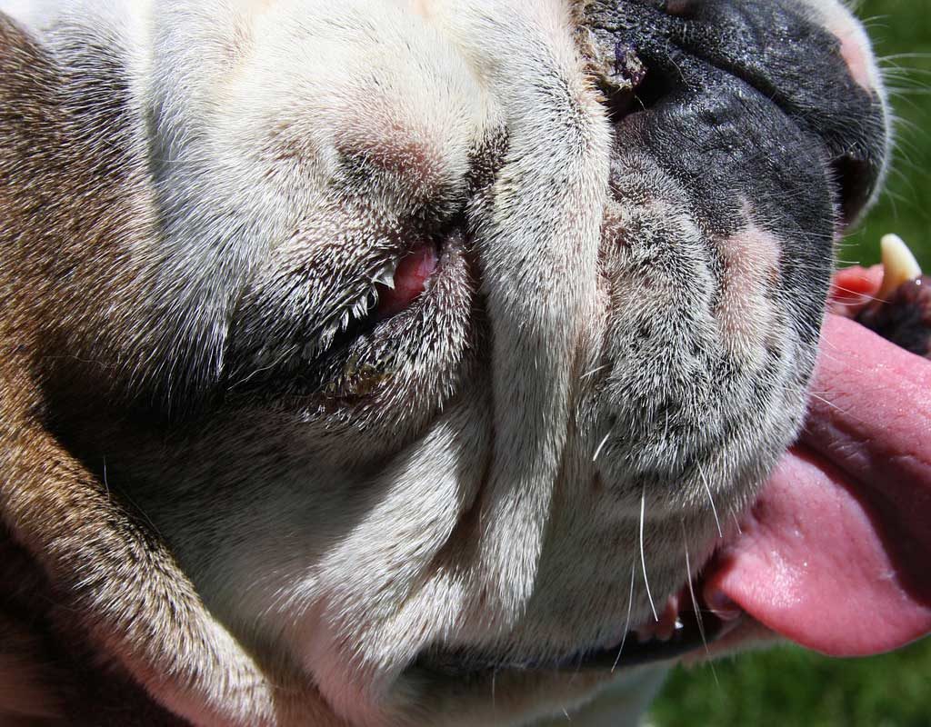 Hund stirbt in praller Sonne auf Balkon