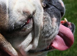 Hund stirbt in praller Sonne auf Balkon