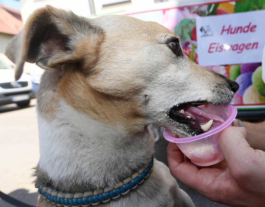 Hunde-Eiswagen: In Rastatt können auch Hunde schlecken