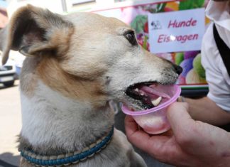 Hunde-Eiswagen: In Rastatt können auch Hunde schlecken