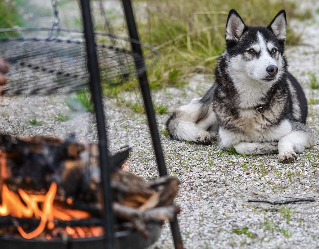 Hunden nichts vom Grill geben