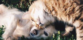 Hunden und Katzen drohen im Sommer Hautinfektionen