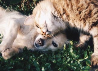 Hunden und Katzen drohen im Sommer Hautinfektionen