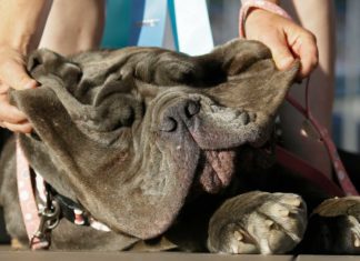 "Martha" ist der "Hässlichste Hund der Welt"