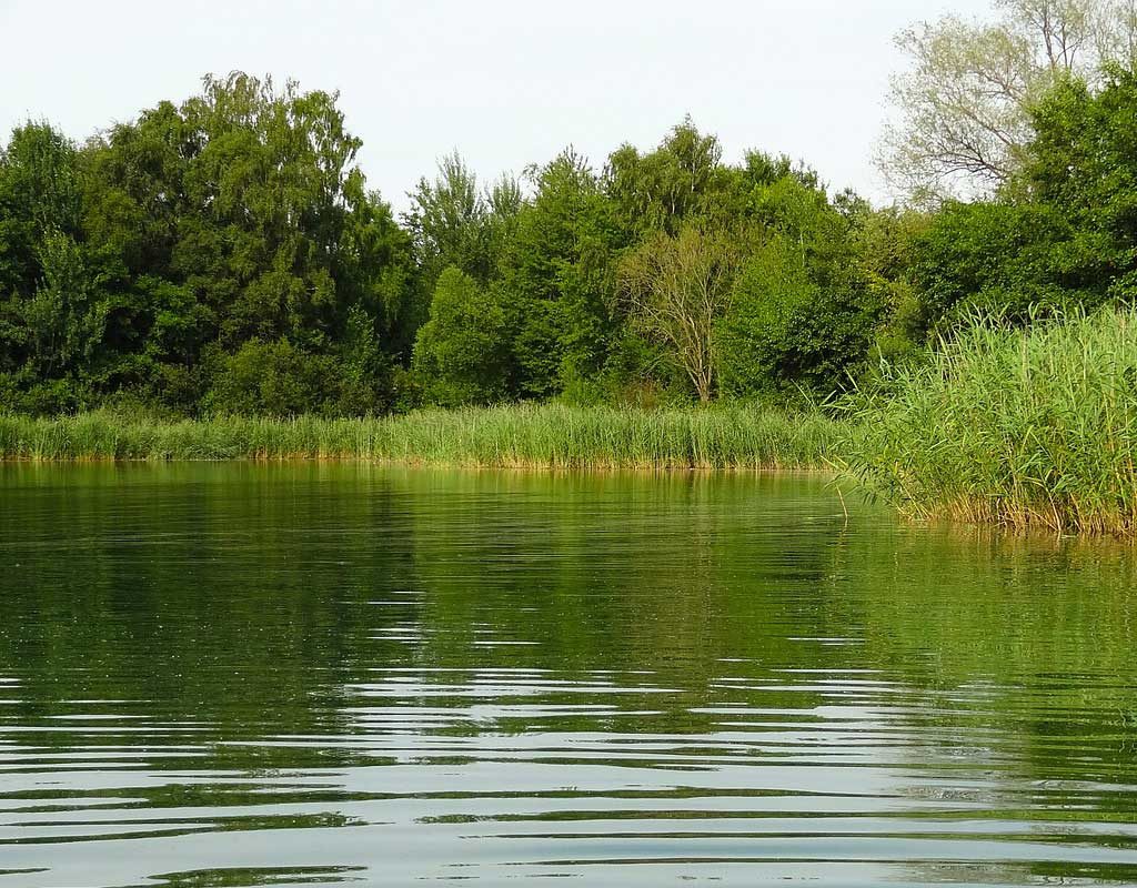 Neue Blaualge im Tegeler See - Weitere Seen werden untersucht