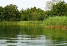 Neue Blaualge im Tegeler See - Weitere Seen werden untersucht