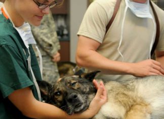 Nordfrieslands Hunden droht Gefahr durch Staupe-Virus