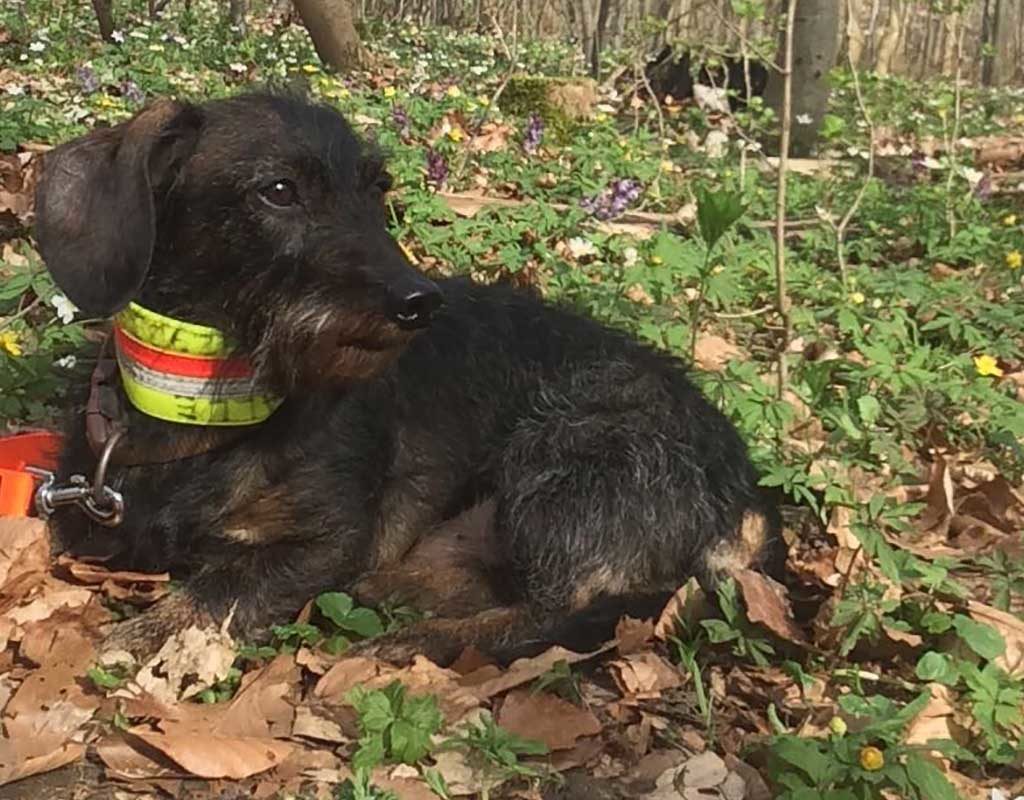 Polizei fahndet nach Entführer von Dackel Kalle