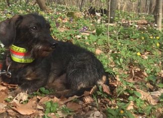 Polizei fahndet nach Entführer von Dackel Kalle