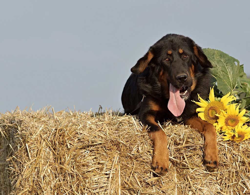 So kommen Haustiere gut durch den Sommer