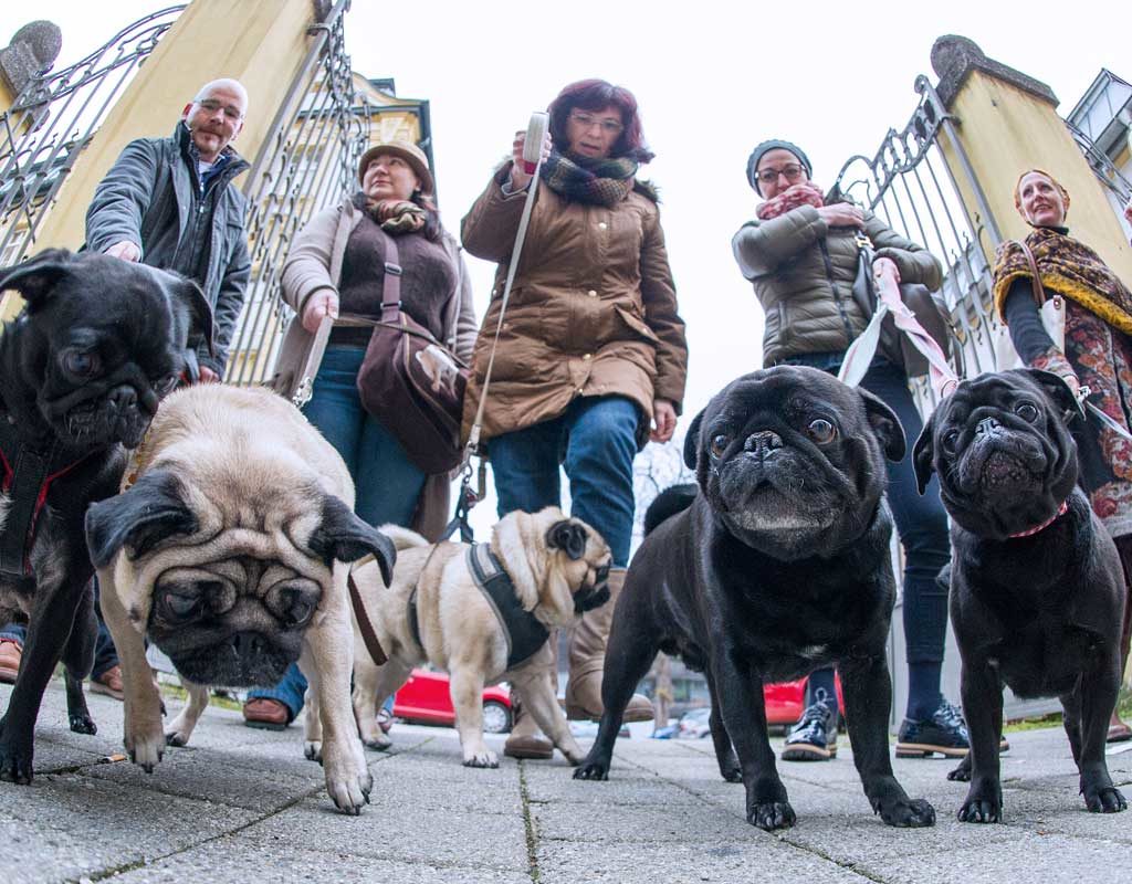 Teilsieg für Frauchen und Herrchen von todkrankem Mops Ronja