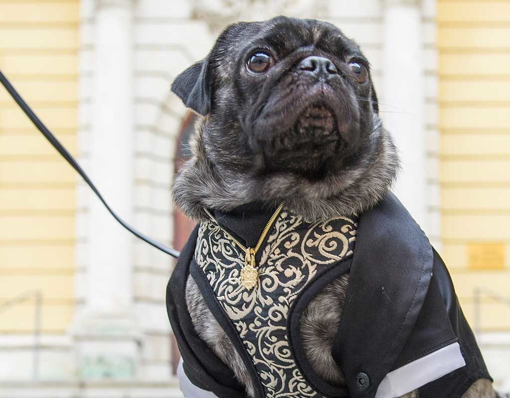 Teilsieg für Frauchen und Herrchen von todkrankem Mops Ronja