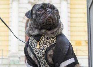 Teilsieg für Frauchen und Herrchen von todkrankem Mops Ronja