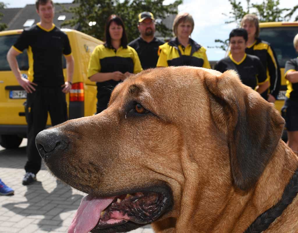 Wegrennen oder Abwehren? - Die Angst des Postboten vor dem Hund