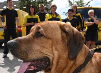 Wegrennen oder Abwehren? - Die Angst des Postboten vor dem Hund