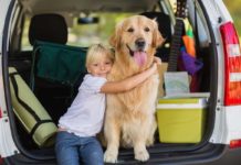 Für eine gute Reise mit dem Hund - Was auf keinen Fall im Koffer fehlen darf!