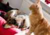 Katzen und Hunde zusammen halten