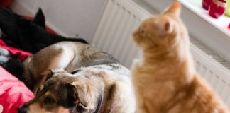 Katzen und Hunde zusammen halten