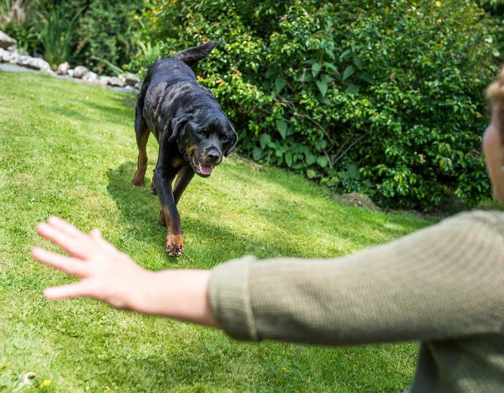 Loben, üben, positiv verknüpfen: So kommen Hunde auf Zuruf