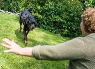 Loben, üben, positiv verknüpfen: So kommen Hunde auf Zuruf