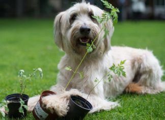 Schnüffelnasen helfen Allergikern: Ambrosia-Spürhunde im Einsatz