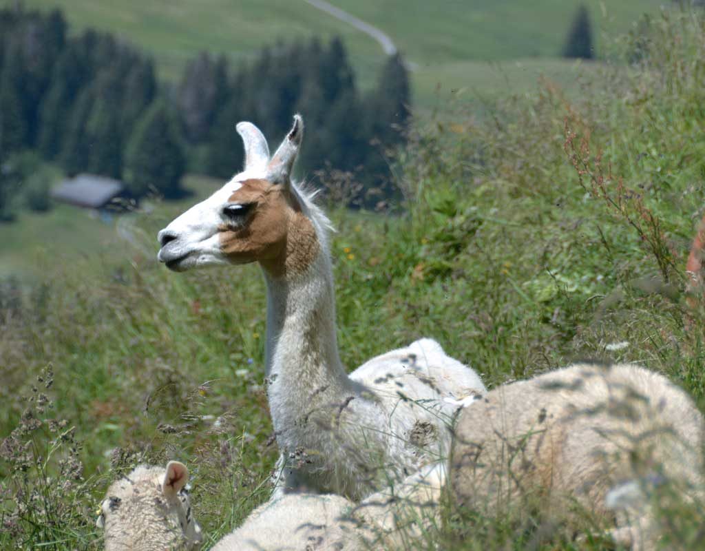 Shakespeare auf der Alp bietet Wölfen die Stirn