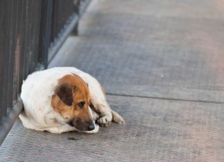 Grausam: Tausende setzen zu Ferienbeginn ihre Haustiere aus