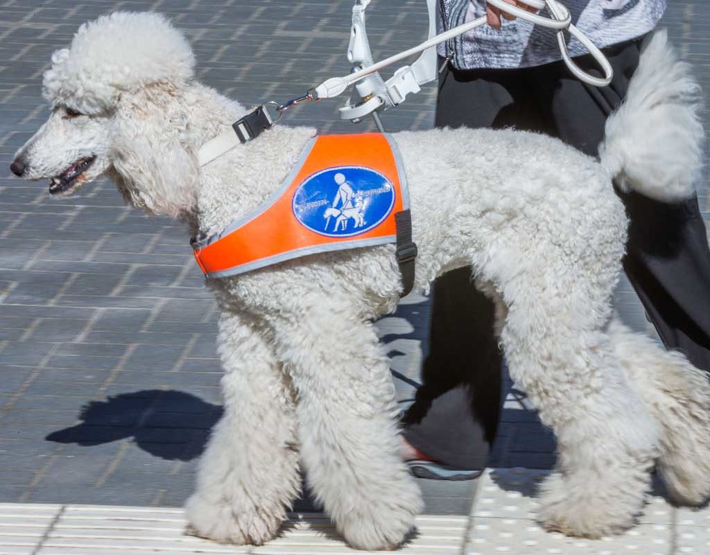 Bundesfinanzhof: Hundeschule ist Gewerbe und keine Schule