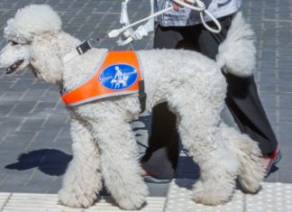 Bundesfinanzhof: Hundeschule ist Gewerbe und keine Schule